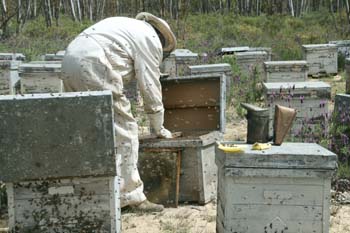 y_desde_el_polen_hasta_la_miel_2